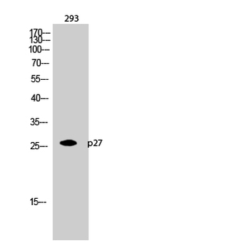 p27 Polyclonal Antibody