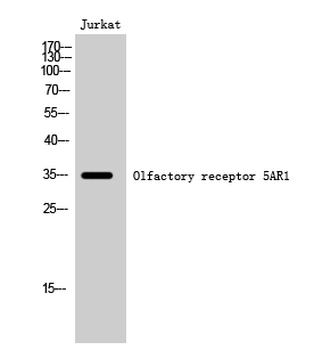 Olfactory receptor 5AR1 Polyclonal Antibody