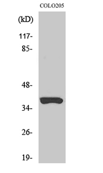 Olfactory receptor 52B2 Polyclonal Antibody