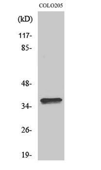 Olfactory receptor 4A15 Polyclonal Antibody