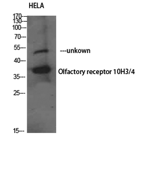 Olfactory receptor 10H3/4 Polyclonal Antibody