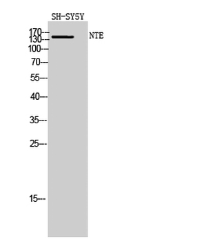 NTE Polyclonal Antibody