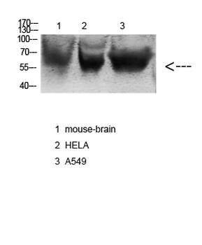 Nox3 Polyclonal Antibody