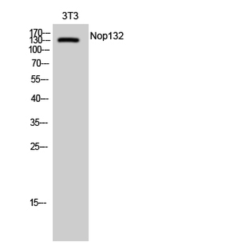 Nop132 Polyclonal Antibody
