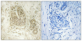 NOC2L Polyclonal Antibody