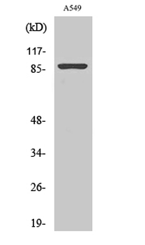 Nibrin Polyclonal Antibody