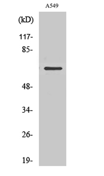 NHE-9 Polyclonal Antibody