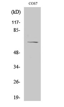 NFκB-p65 Polyclonal Antibody