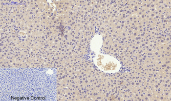 NFκB-p105/p50 Polyclonal Antibody