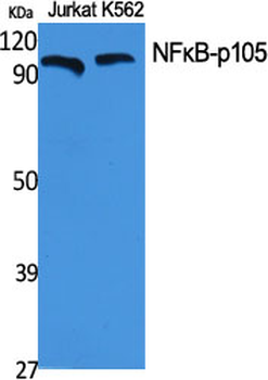 NFκB-p105 Polyclonal Antibody
