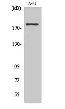 Neu Polyclonal Antibody