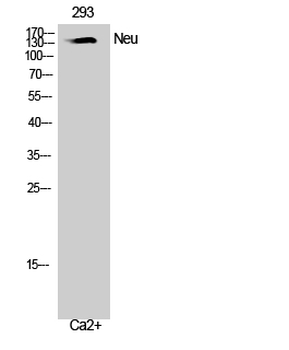 Neu Polyclonal Antibody
