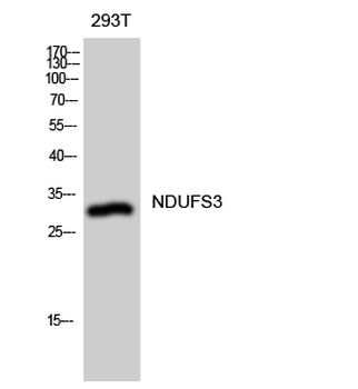 NDUFS3 Polyclonal Antibody