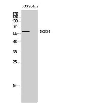 NCKX4 Polyclonal Antibody