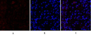 N-cadherin Polyclonal Antibody