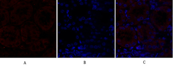 N-cadherin Polyclonal Antibody