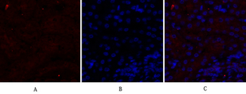 N-cadherin Polyclonal Antibody