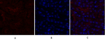 N-cadherin Polyclonal Antibody