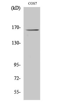 Myomesin-2 Polyclonal Antibody