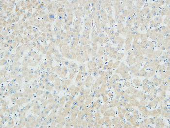 Myogenin Polyclonal Antibody