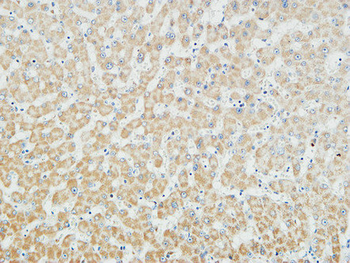 Myogenin Polyclonal Antibody