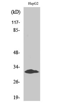 Myf-5 Polyclonal Antibody