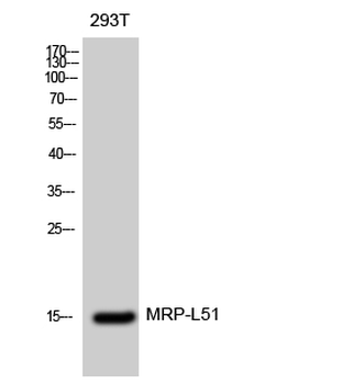 MRP-L51 Polyclonal Antibody