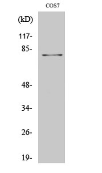 MRE11 Polyclonal Antibody