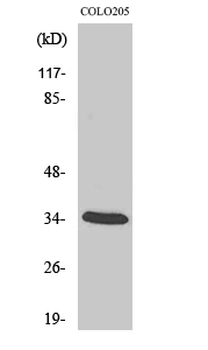 MOX-2 Polyclonal Antibody