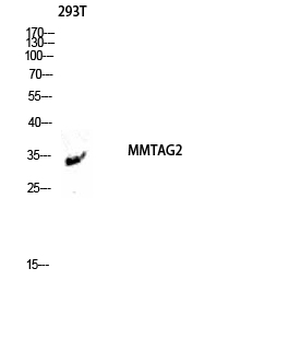 MMTAG2 Polyclonal Antibody