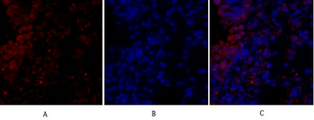 MIF Polyclonal Antibody