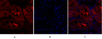 MIF Polyclonal Antibody
