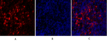 MIF Polyclonal Antibody
