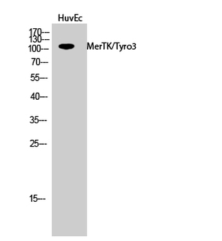 MerTK/Tyro3 Polyclonal Antibody