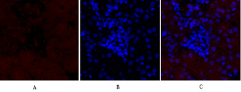 MEK-1/2 Polyclonal Antibody