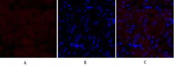 MEK-1/2 Polyclonal Antibody