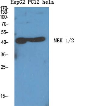 MEK-1/2 Polyclonal Antibody