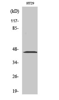 MEK-1/2 Polyclonal Antibody
