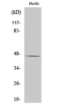 MEK-1 Polyclonal Antibody