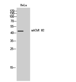 mAChR M2 Polyclonal Antibody