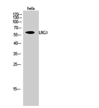 LRG1 Polyclonal Antibody