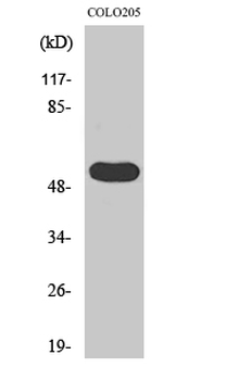 LPD lipase Polyclonal Antibody