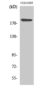 Laminin α-4 Polyclonal Antibody