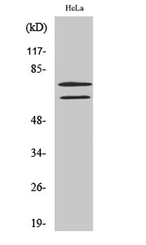 Lamin A/C Polyclonal Antibody