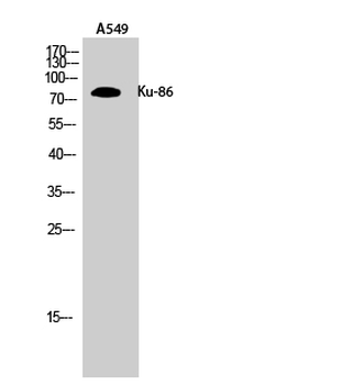 Ku-86 Polyclonal Antibody