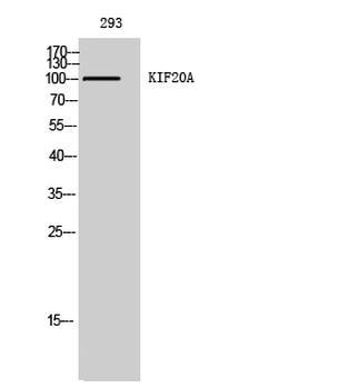 KIF20A Polyclonal Antibody