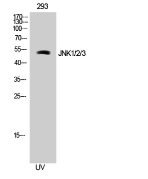 JNK1/2/3 Polyclonal Antibody