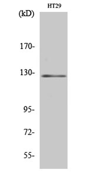 JAK2 Polyclonal Antibody