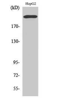 Integrin β4 Polyclonal Antibody