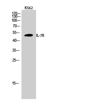 IL-7R Polyclonal Antibody